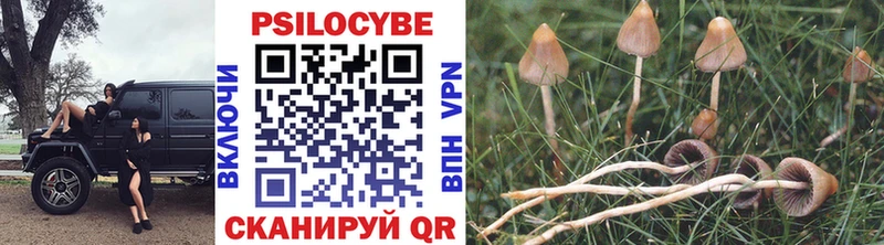 Псилоцибиновые грибы Psilocybine cubensis  Купить  Нестеров 